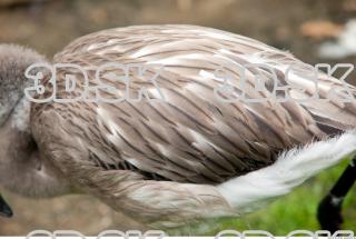 Wing texture of gray flamingo 0001